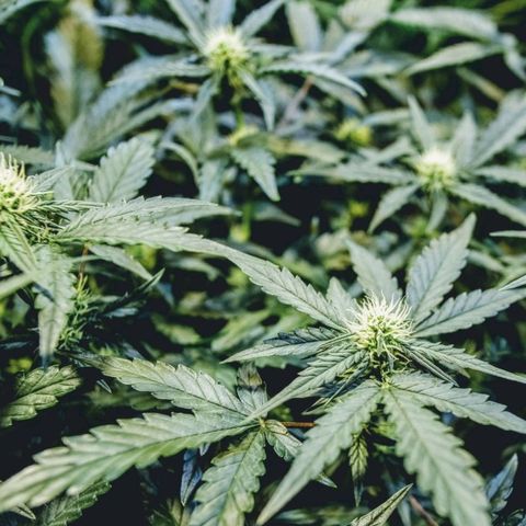 Original Russian 2 growlog timeline photo