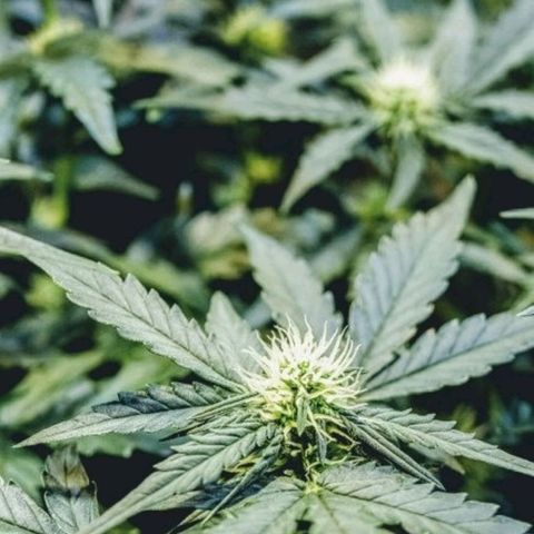 Original Russian 2 growlog timeline photo