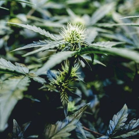 Original Russian 2 growlog timeline photo