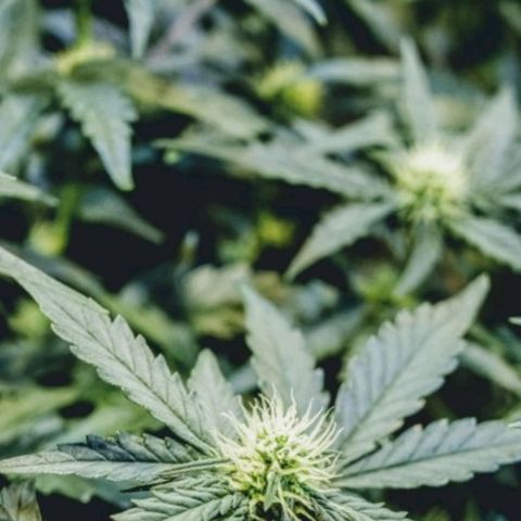 Original Russian 2 growlog timeline photo