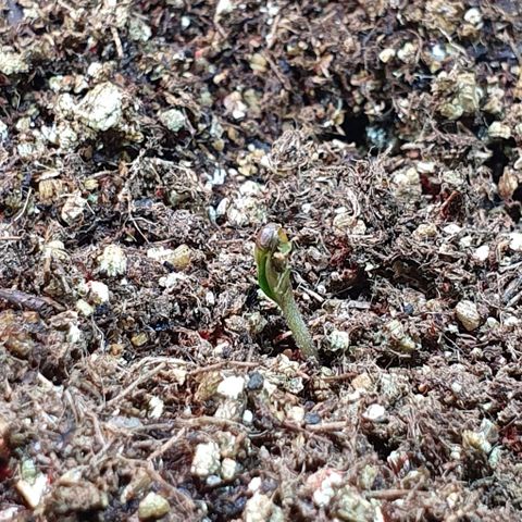 Auto Lemon Skunk 1 growlog photo