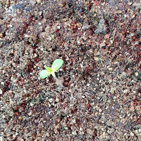 Auto Lemon Skunk 1 growlog photo