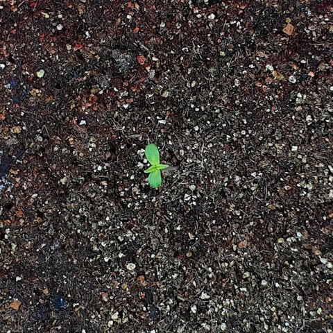 Auto Lemon Skunk 1 growlog photo