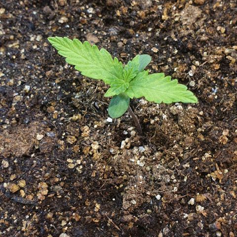 Auto Lemon Skunk 1 growlog photo