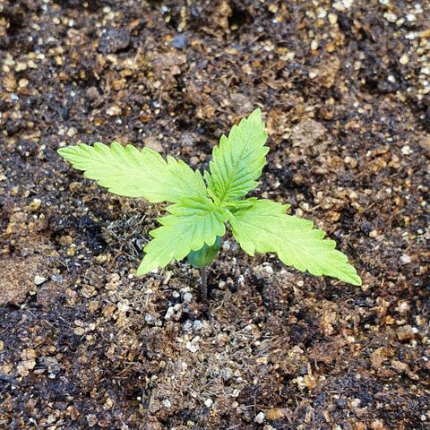 Auto Lemon Skunk 1 growlog photo: Yellowing of leaves seems to have stopped after start feeding it.