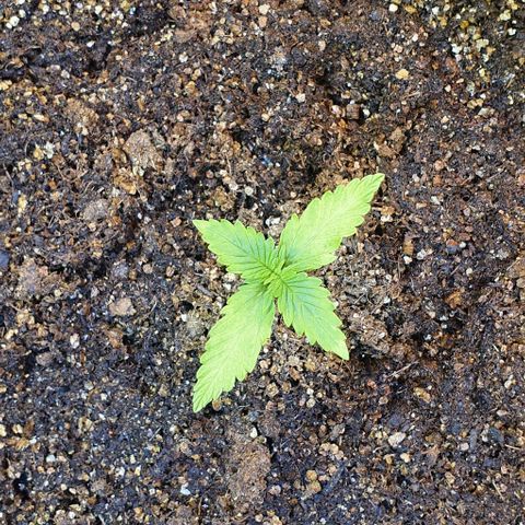 Auto Lemon Skunk 1 growlog photo