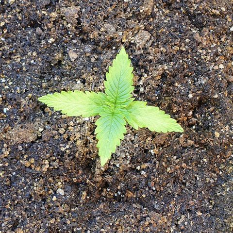 Auto Lemon Skunk 1 growlog timeline photo