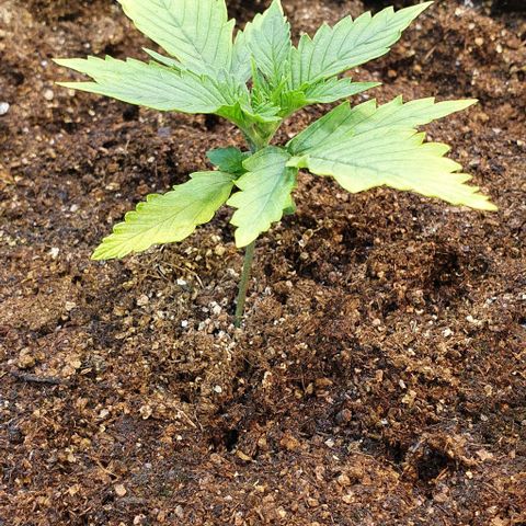 Auto Lemon Skunk 1 growlog timeline photo