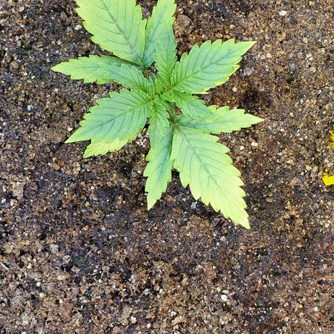 Auto Lemon Skunk 1 growlog timeline photo