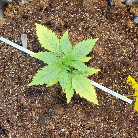 Auto Lemon Skunk 1 growlog timeline photo