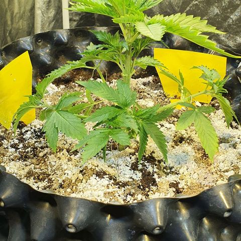 Auto Lemon Skunk 1 growlog timeline photo