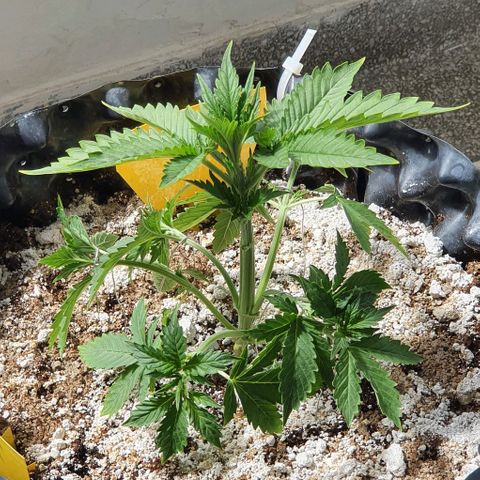 Auto Lemon Skunk 1 growlog timeline photo