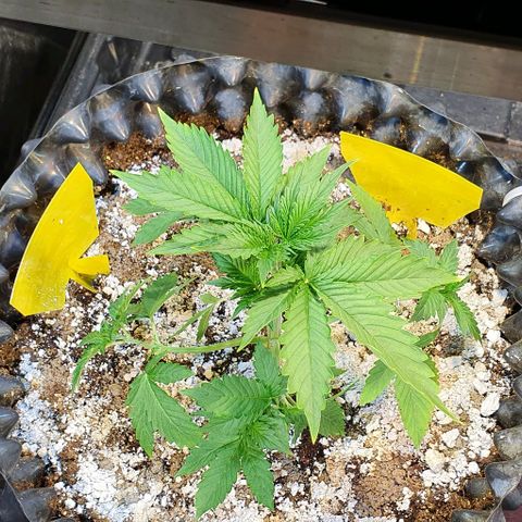 Auto Lemon Skunk 1 growlog timeline photo