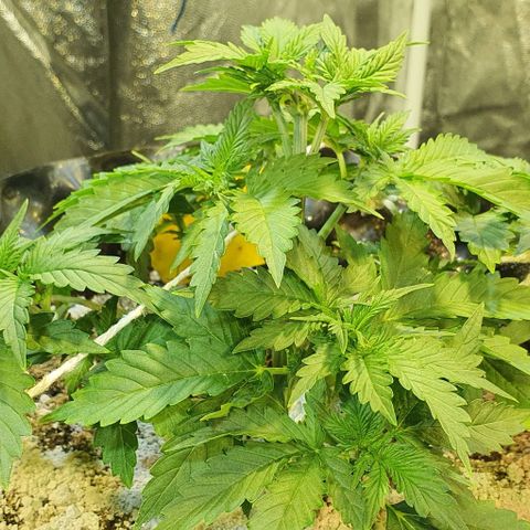 Auto Lemon Skunk 1 growlog timeline photo