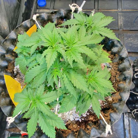 Auto Lemon Skunk 1 growlog timeline photo