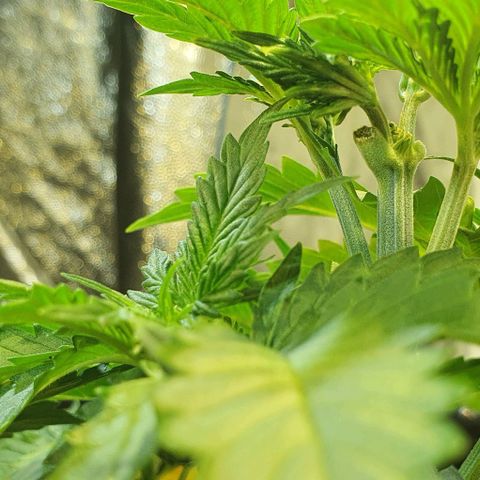 Auto Lemon Skunk 1 growlog timeline photo