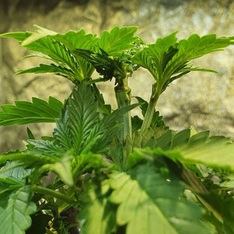 Auto Lemon Skunk 1 growlog timeline photo