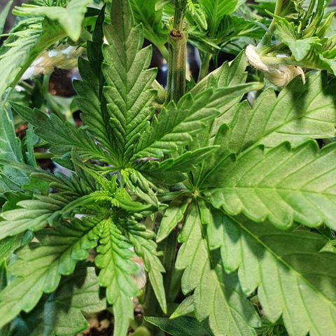 Auto Lemon Skunk 1 growlog timeline photo