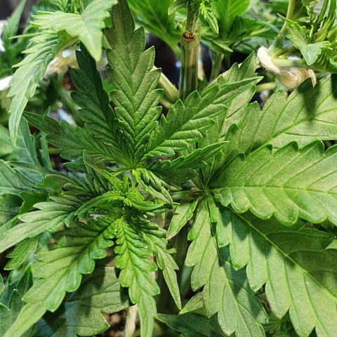 Auto Lemon Skunk 1 growlog timeline photo