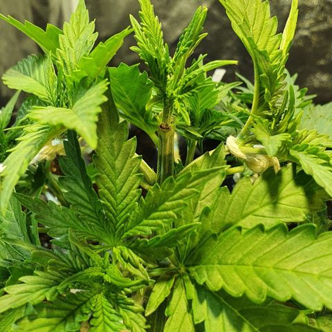 Auto Lemon Skunk 1 growlog timeline photo