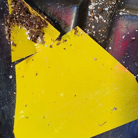 Auto Lemon Skunk 1 growlog timeline photo