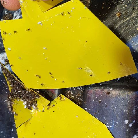 Auto Lemon Skunk 1 growlog timeline photo