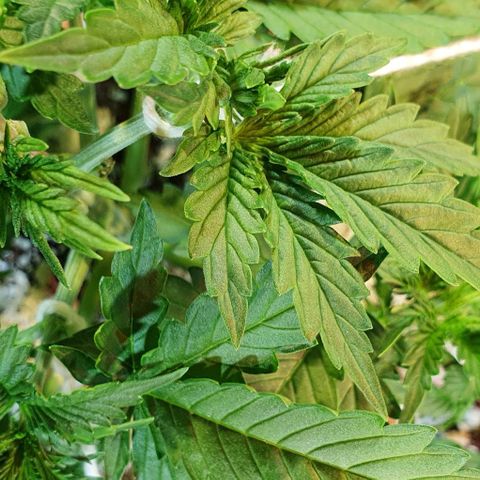 Auto Lemon Skunk 1 growlog timeline photo