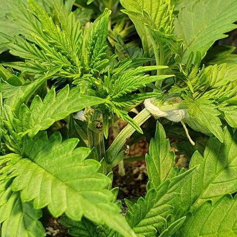 Auto Lemon Skunk 1 growlog timeline photo