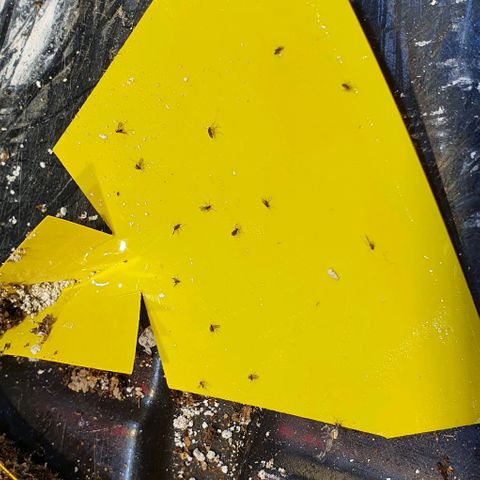 Auto Lemon Skunk 1 growlog timeline photo