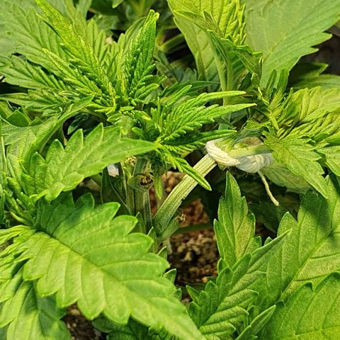 Auto Lemon Skunk 1 growlog timeline photo