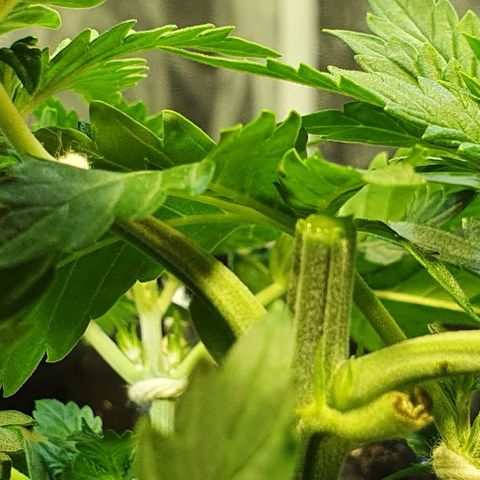 Auto Lemon Skunk 1 growlog photo: Needed to make it smaller