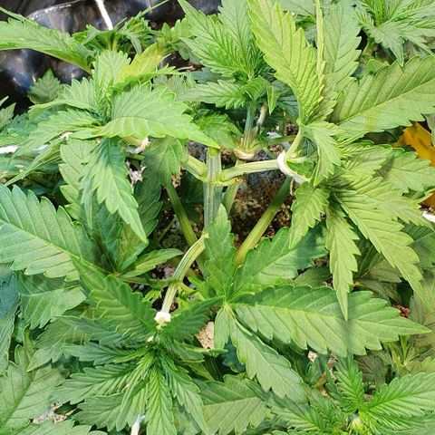 Auto Lemon Skunk 1 growlog photo: Needed to make it smaller