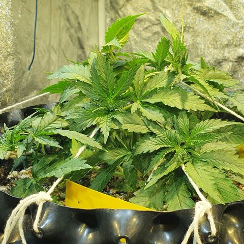 Auto Lemon Skunk 1 growlog photo: Needed to make it smaller