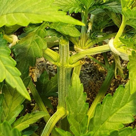 Auto Lemon Skunk 1 growlog photo: Needed to make it smaller