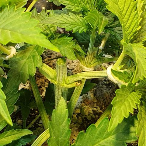 Auto Lemon Skunk 1 growlog photo: Needed to make it smaller