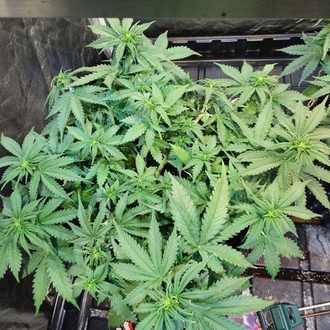 Auto Lemon Skunk 1 growlog timeline photo