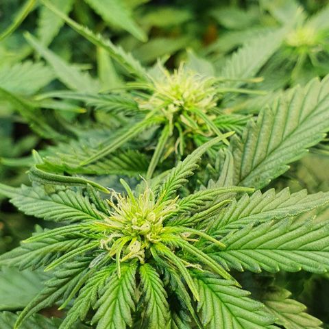 Auto Lemon Skunk 1 growlog timeline photo