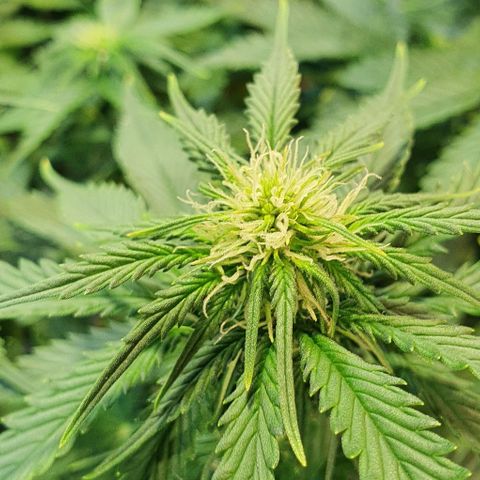 Auto Lemon Skunk 1 growlog timeline photo