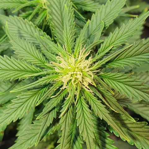 Auto Lemon Skunk 1 growlog timeline photo