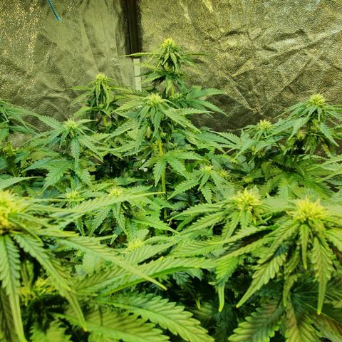 Auto Lemon Skunk 1 growlog timeline photo