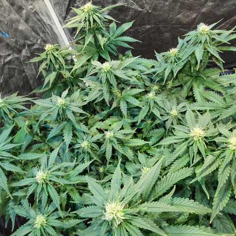 Auto Lemon Skunk 1 growlog timeline photo