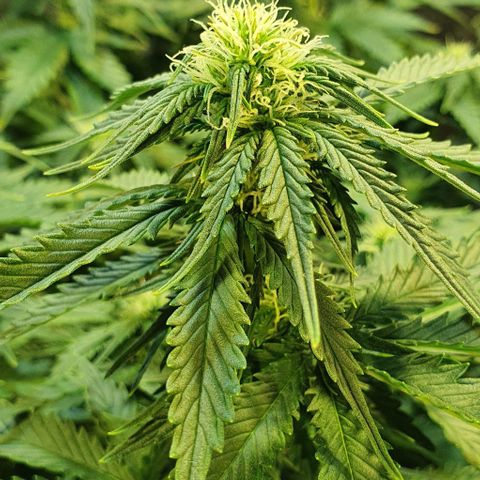 Auto Lemon Skunk 1 growlog timeline photo