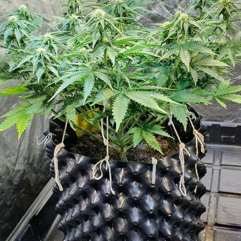 Auto Lemon Skunk 1 growlog timeline photo