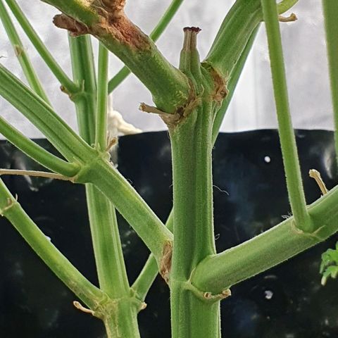 Auto Lemon Skunk 1 growlog timeline photo