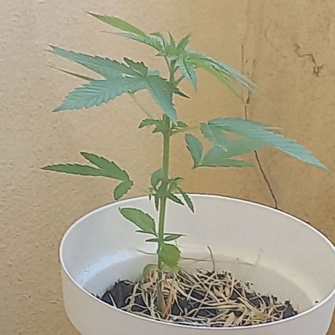 A Tripé growlog timeline photo