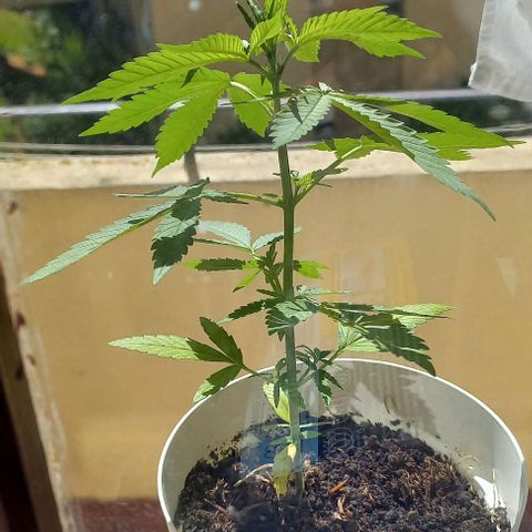 A Tripé growlog photo: Nascimento do sexto internode - primeira vegetação alta