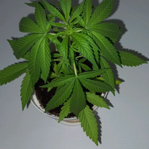A Tripé growlog photo: 7 internode a vegetar
