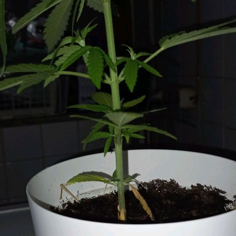 A Tripé growlog photo: 1 internode a desaparecer e segundo a parcialmente renascer com 4 novos rebentos 