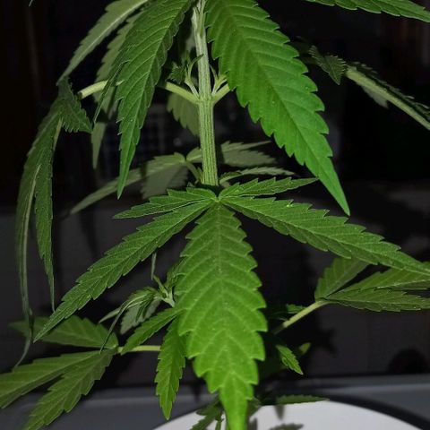 A Tripé growlog photo: Visão geral