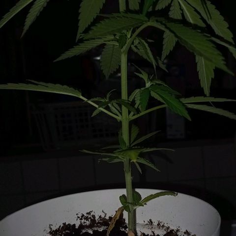 A Tripé growlog timeline photo